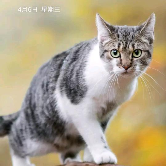 雨