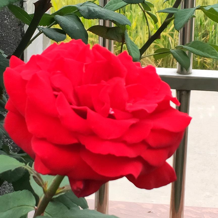 蒋秀风🌹🌹🌹🌹