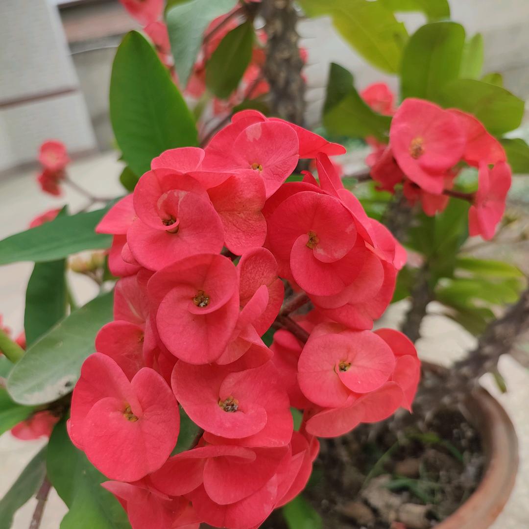 一帆风顺LSX