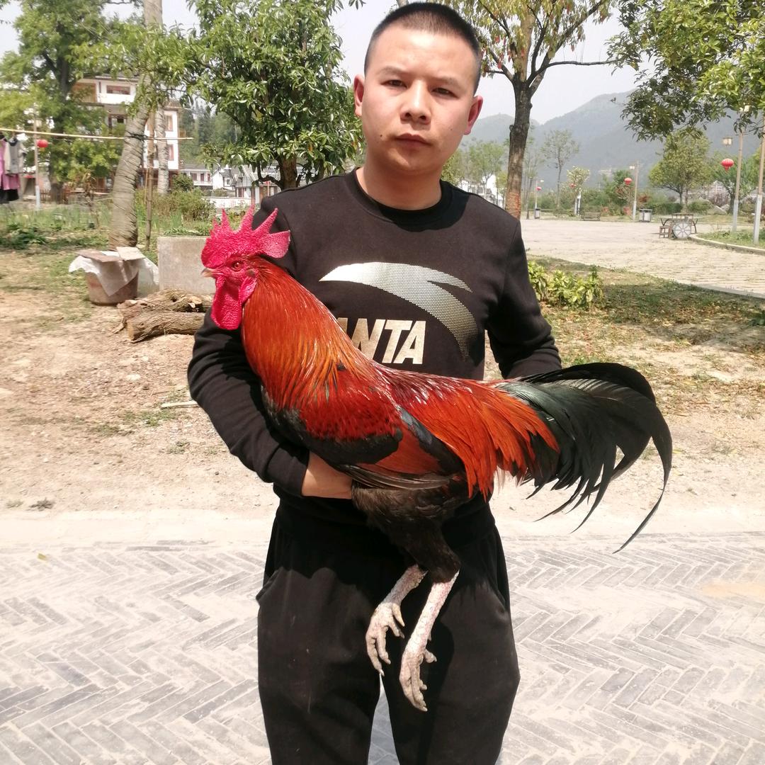 贵州土鸡王