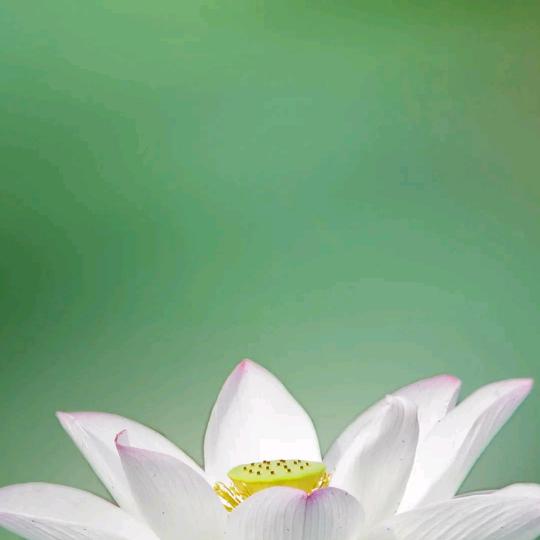 诚信馍坊