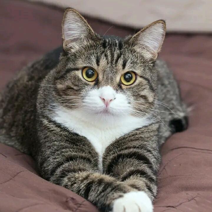 爱文艺的大猫猫