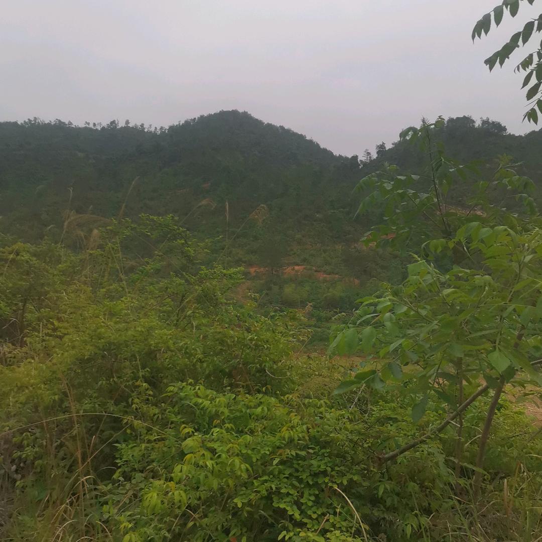 信丰大桥镇采茶戏曹贤胜团19979765