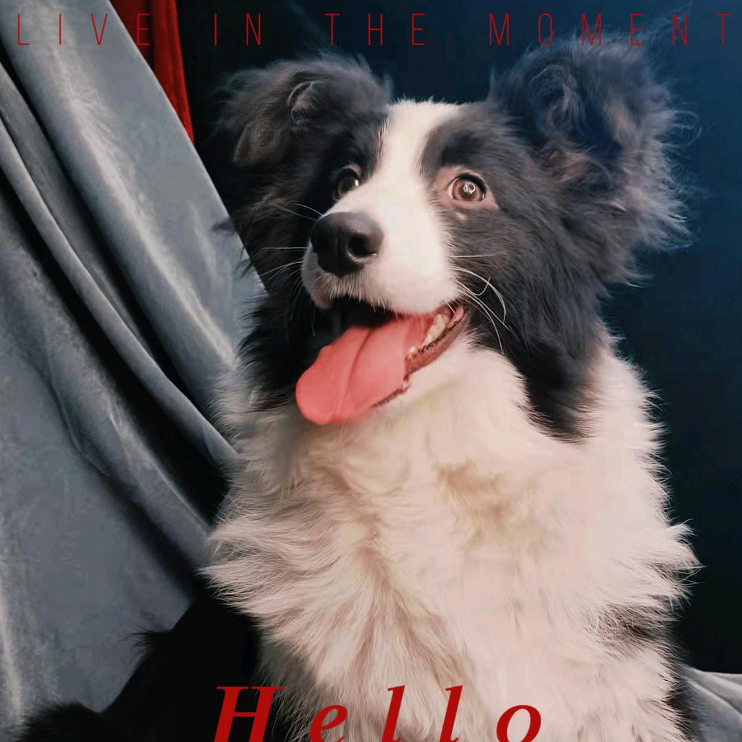 韩森鼎鑫宠物传媒（边牧犬舍）