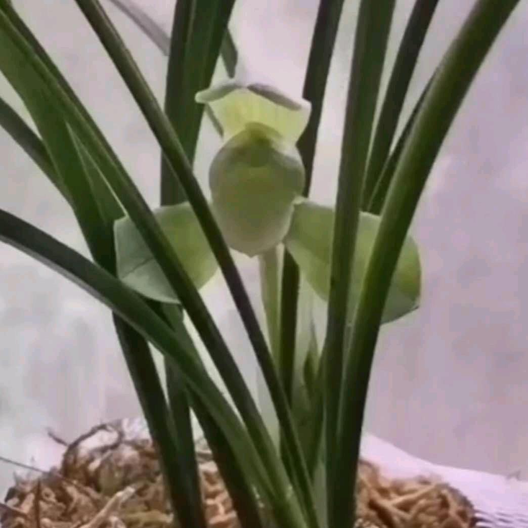 好运永随