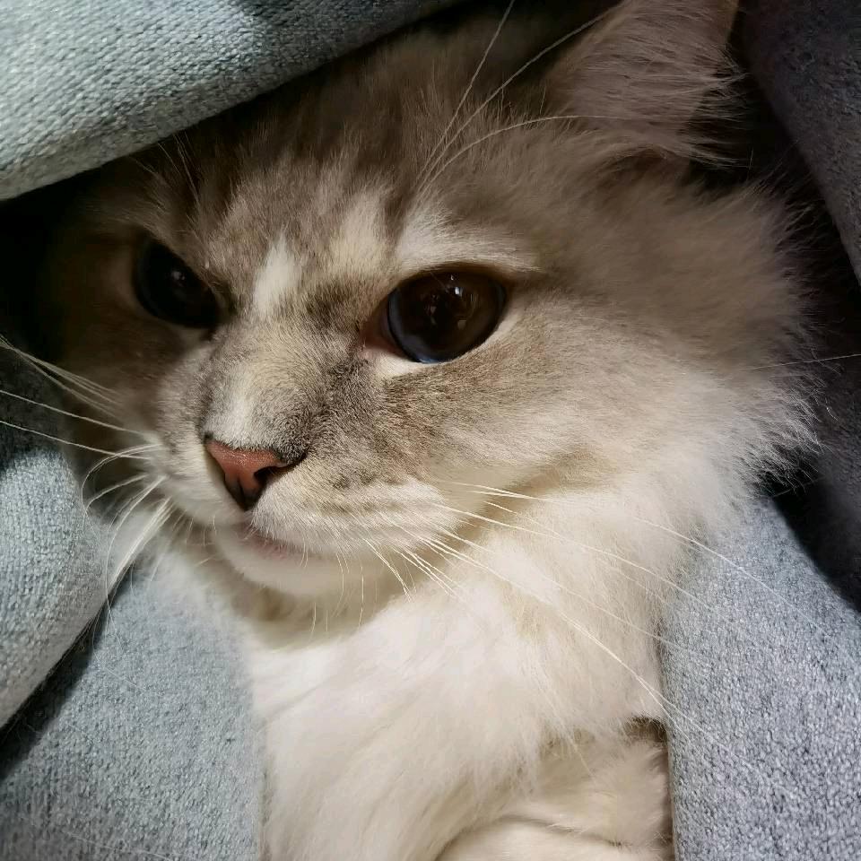 今夏哥哥（lolm）