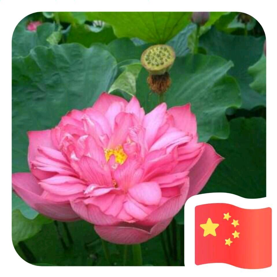 安新县靓梅房屋中介经营部