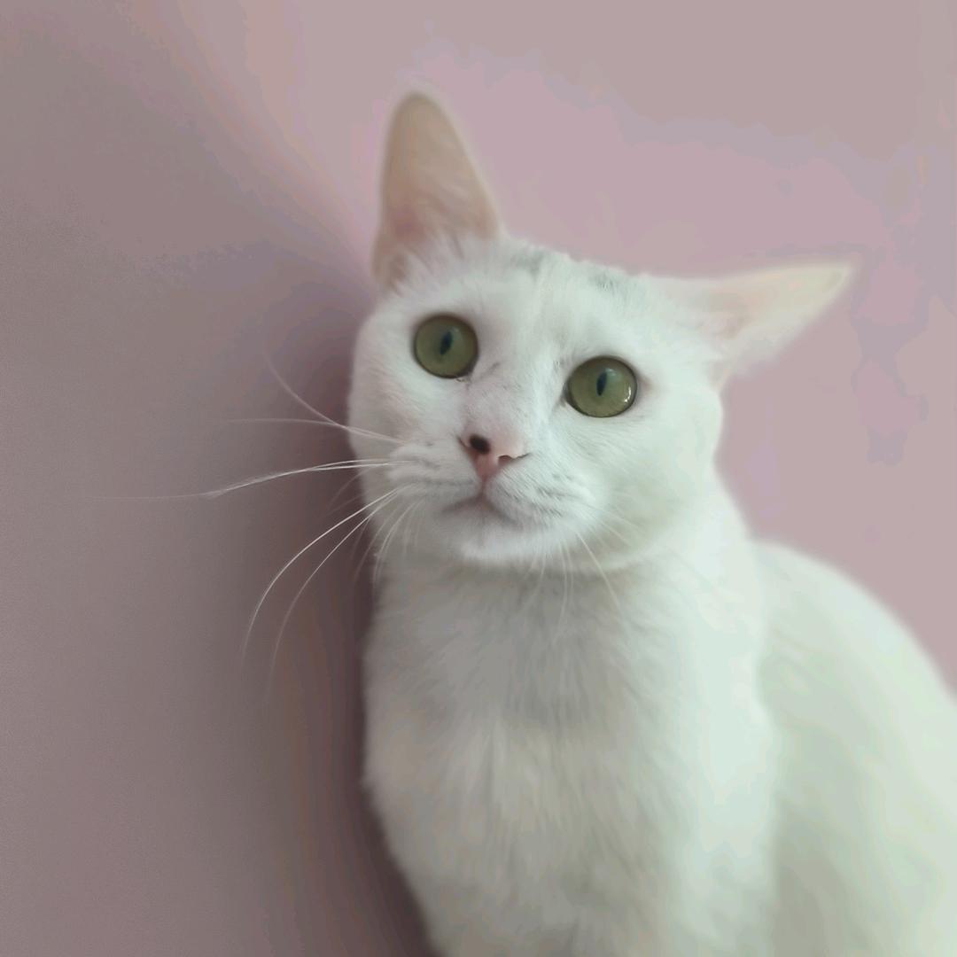 西安租房一哥