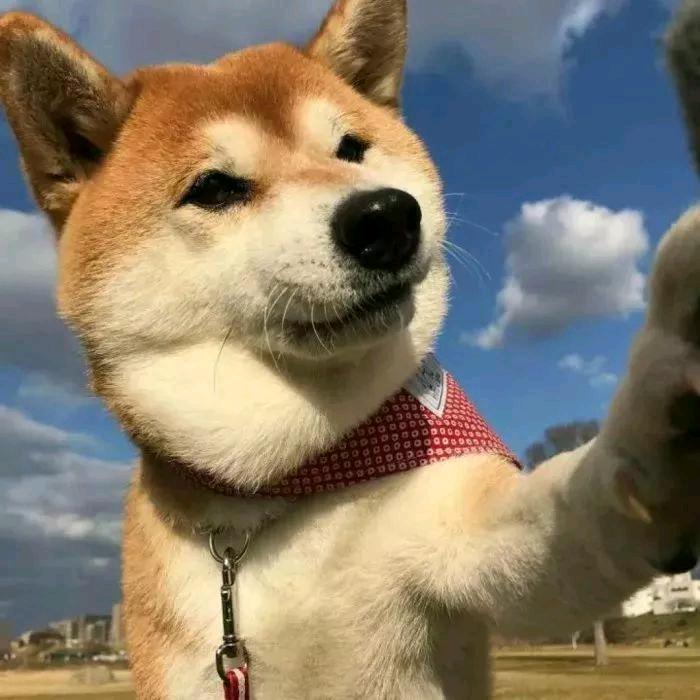 无穷藏狐