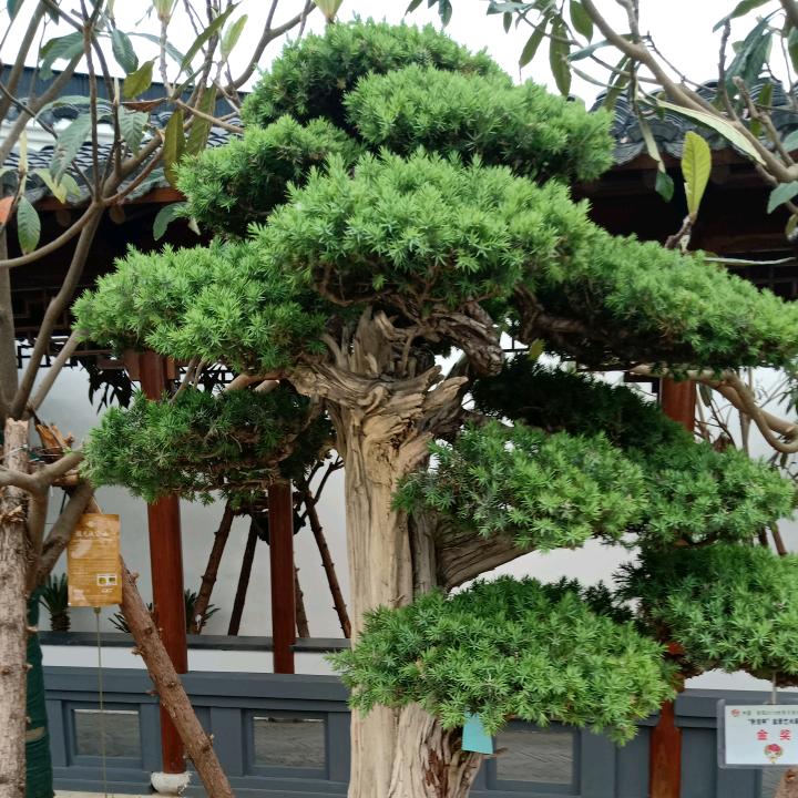 小财神