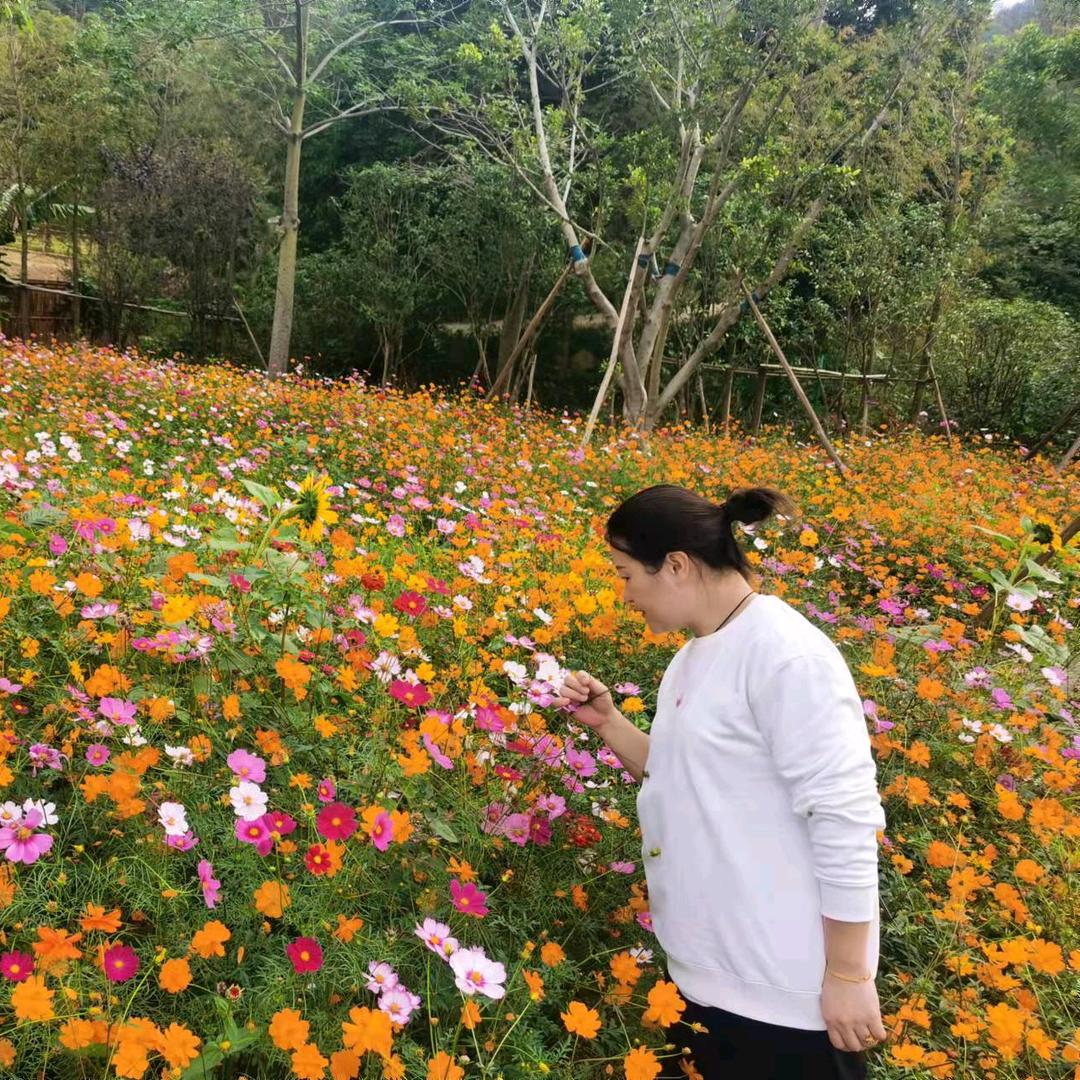 小燕子