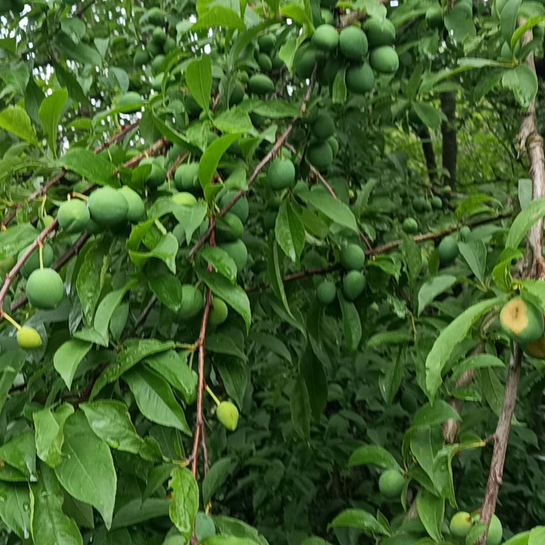 孩子他爹（37级停）