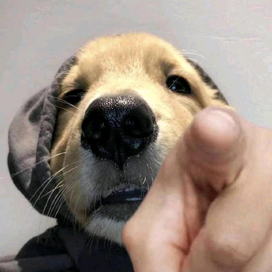 玉米杆子当甘蔗