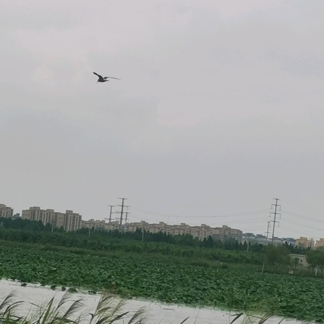 跑跑跳跳身体好