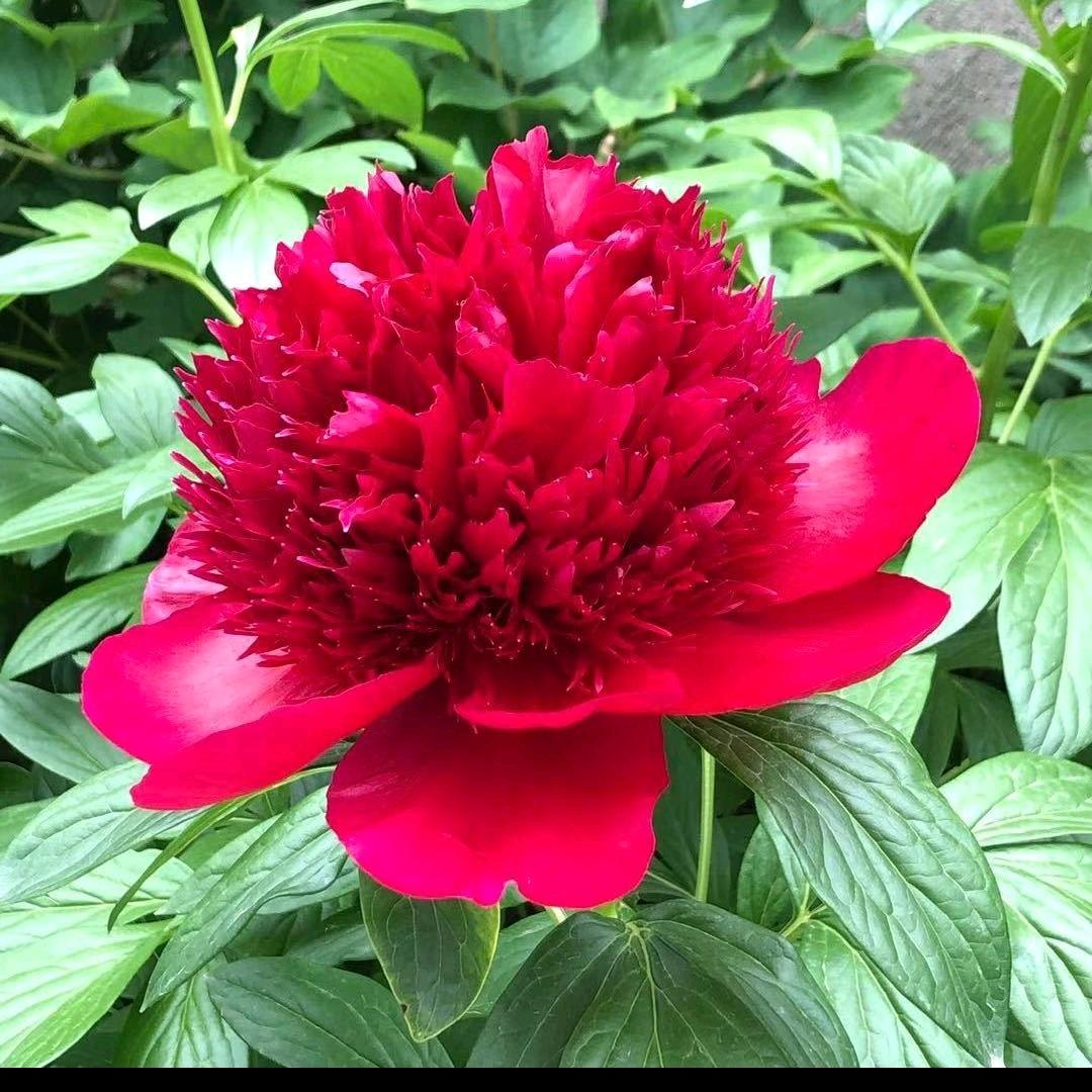 菏泽百花牡丹