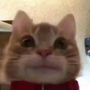 顾以南乡