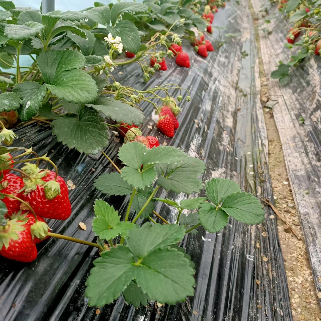 红颜草莓
