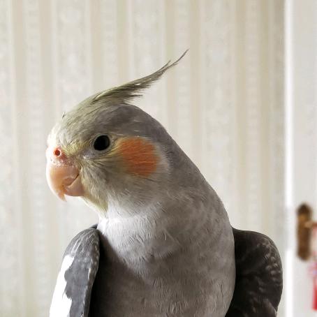 庄里寻房
