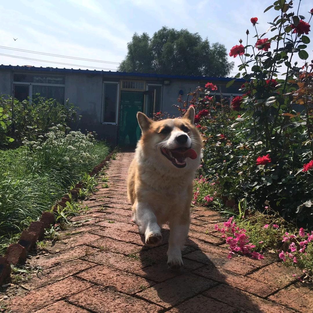 吃饱饭