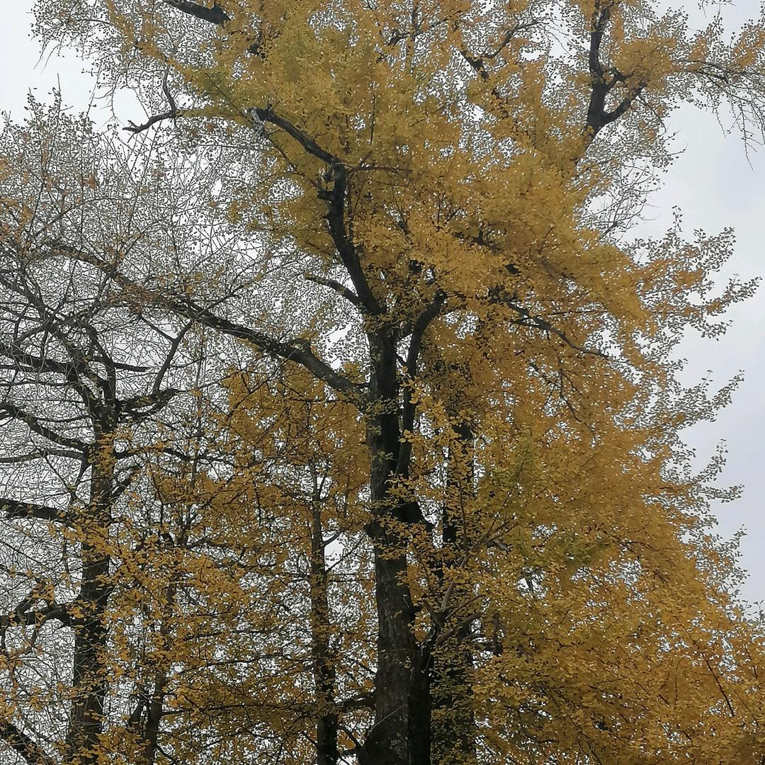 燕子