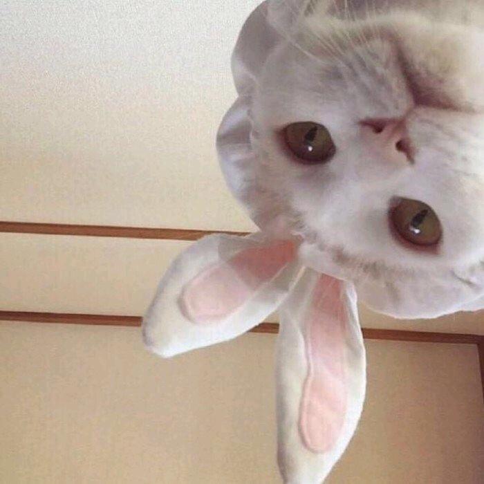 沙雕橘猫。头像