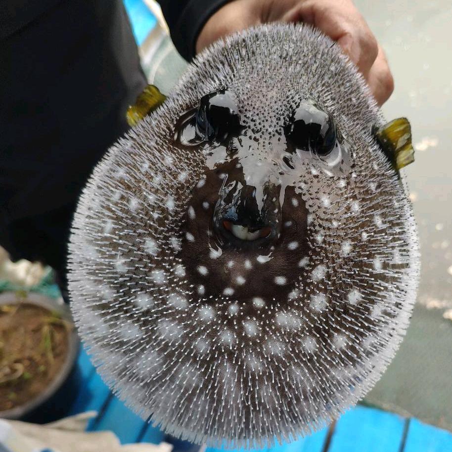 心e泪