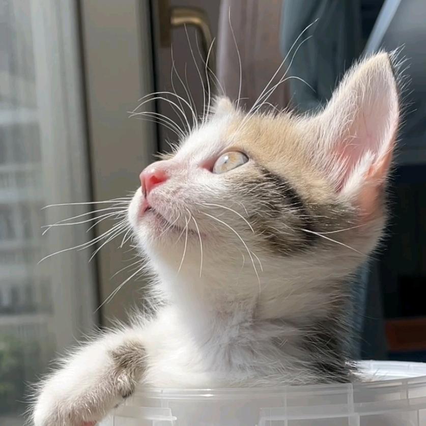 虎妞的米其林餐厅