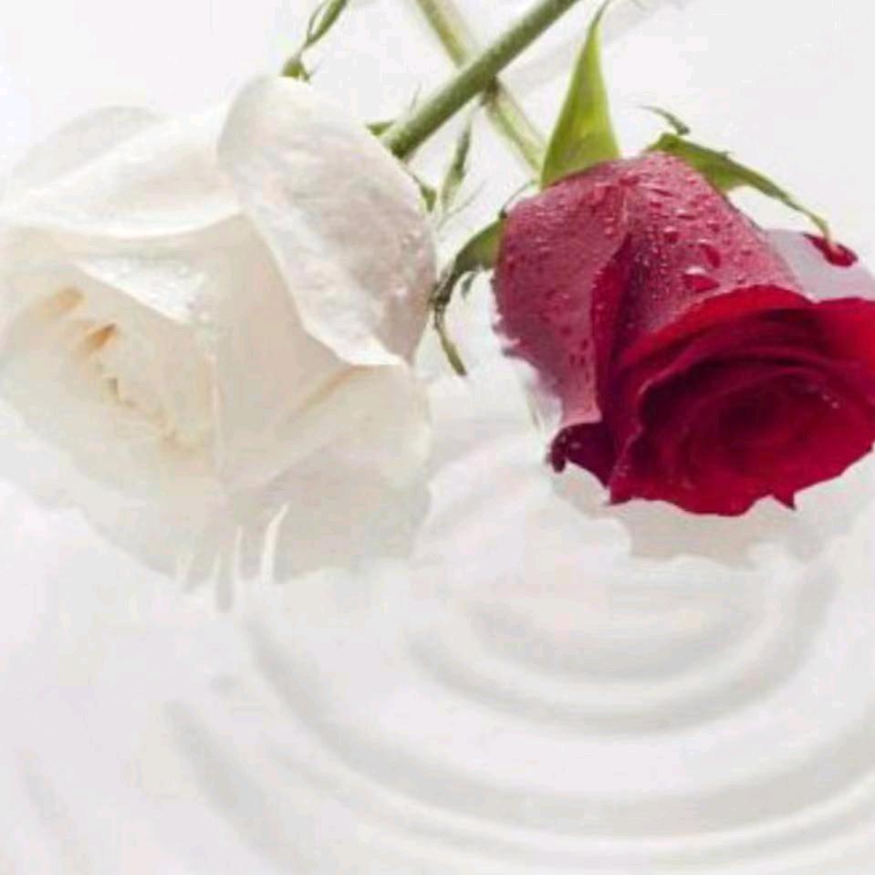 🍀花儿🌹朵朵🌹