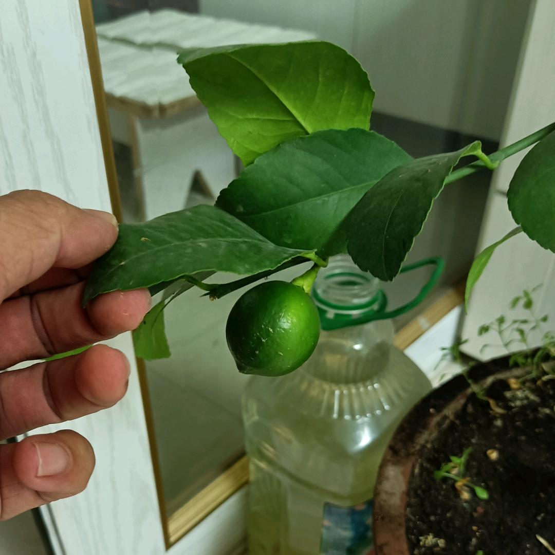 长白山一路向阳