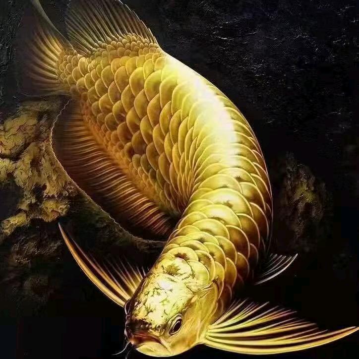 睢县湖西路金湖水族