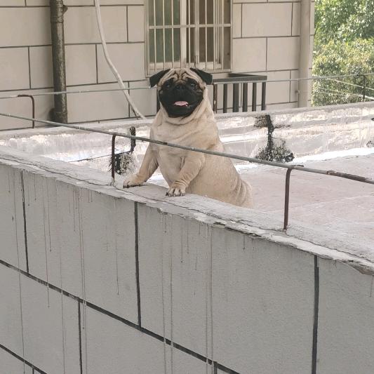 pug_dudu头像