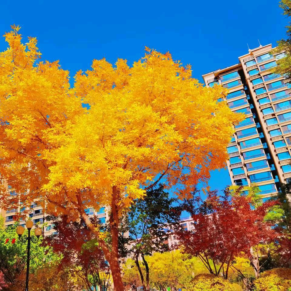 东东