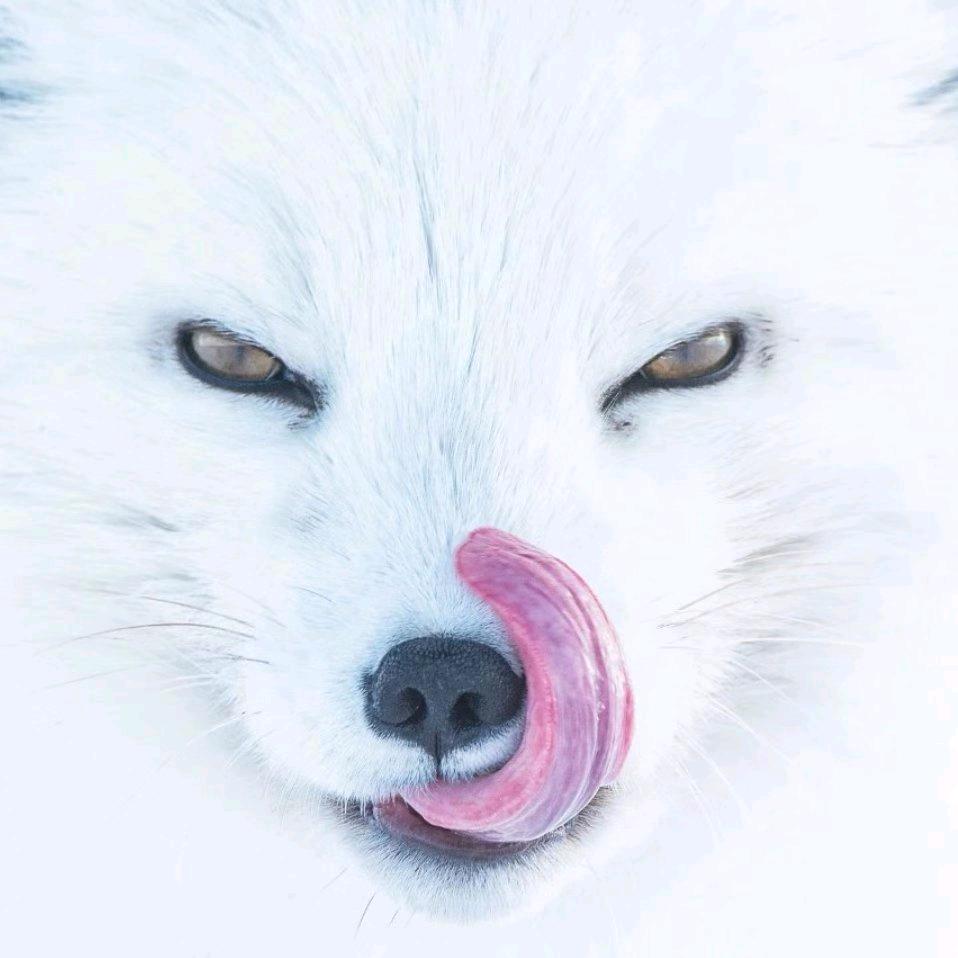 卖导弹的小狐狸