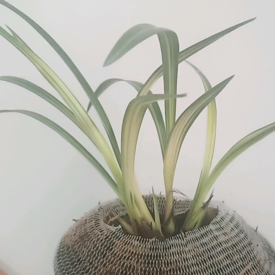 丛生