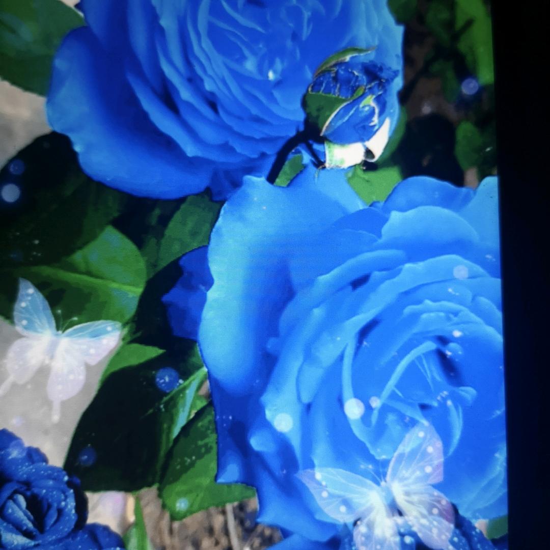 健哥518