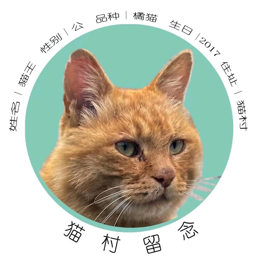 中国猫村｜阜平