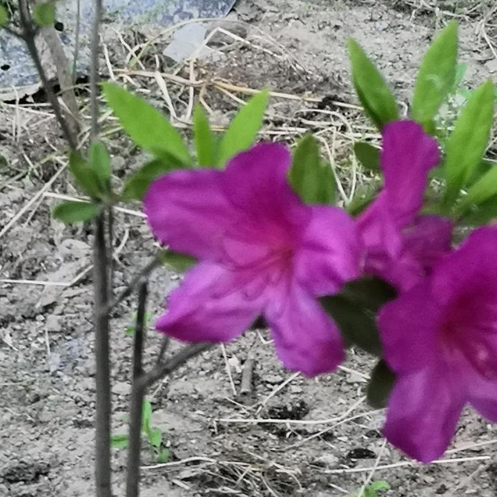 我借人间二两墨