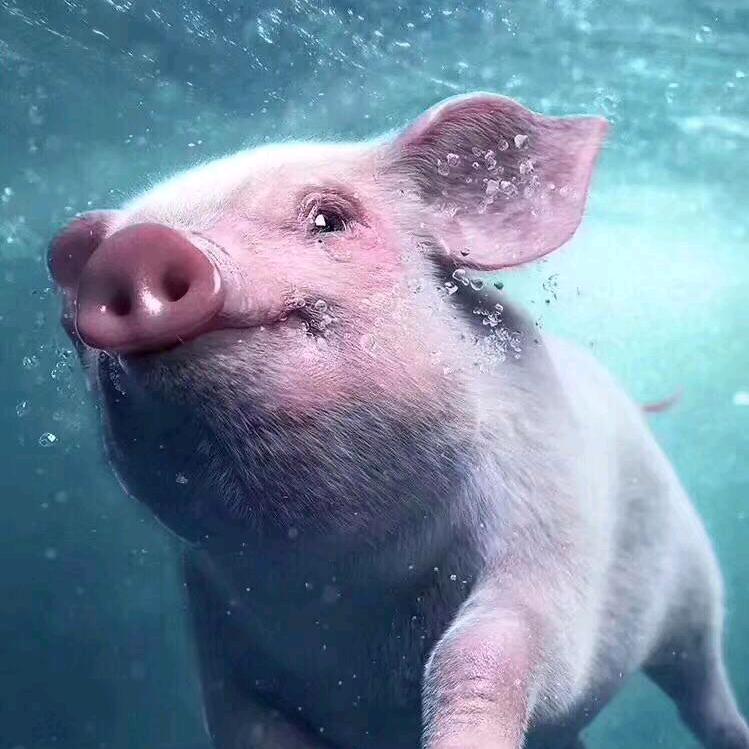 梁山伯与猪硬来