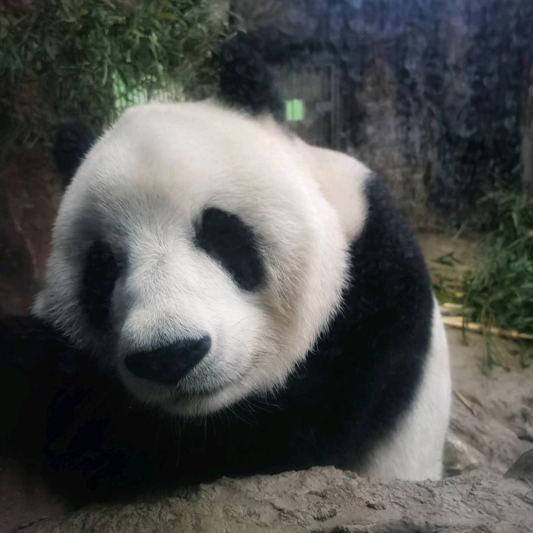 潘达战术小知识