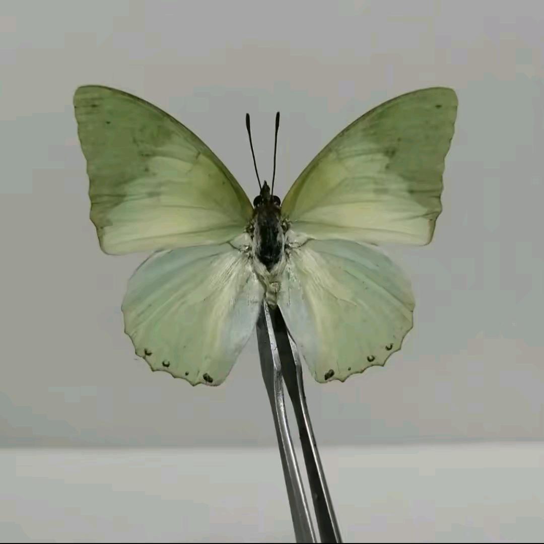 拉面丸子