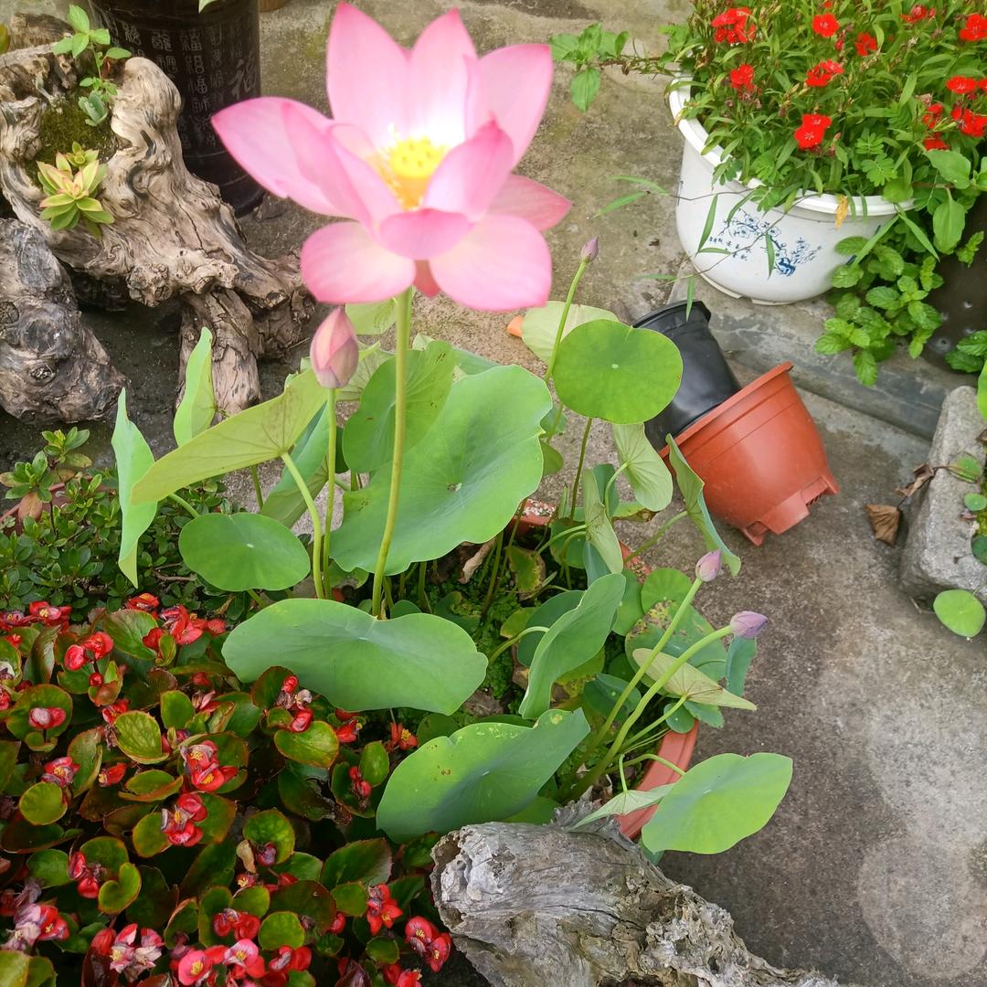 唯吾歌