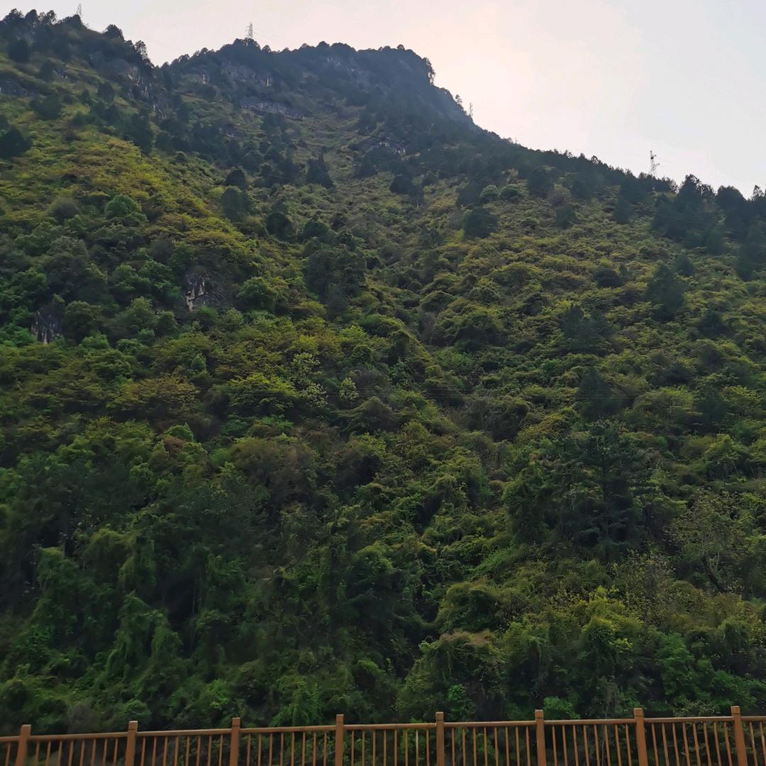 挚白雁为礼