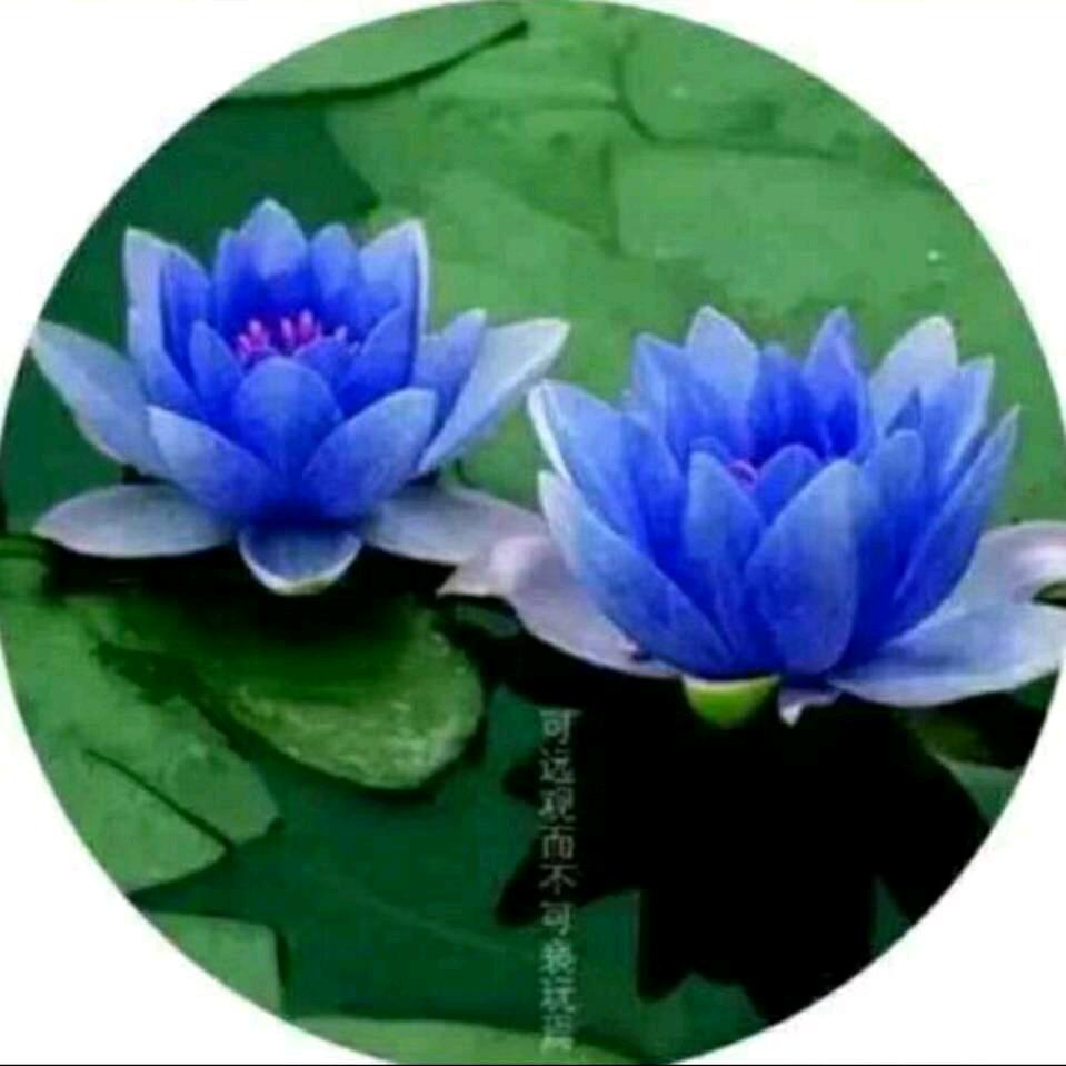 梦里江湖