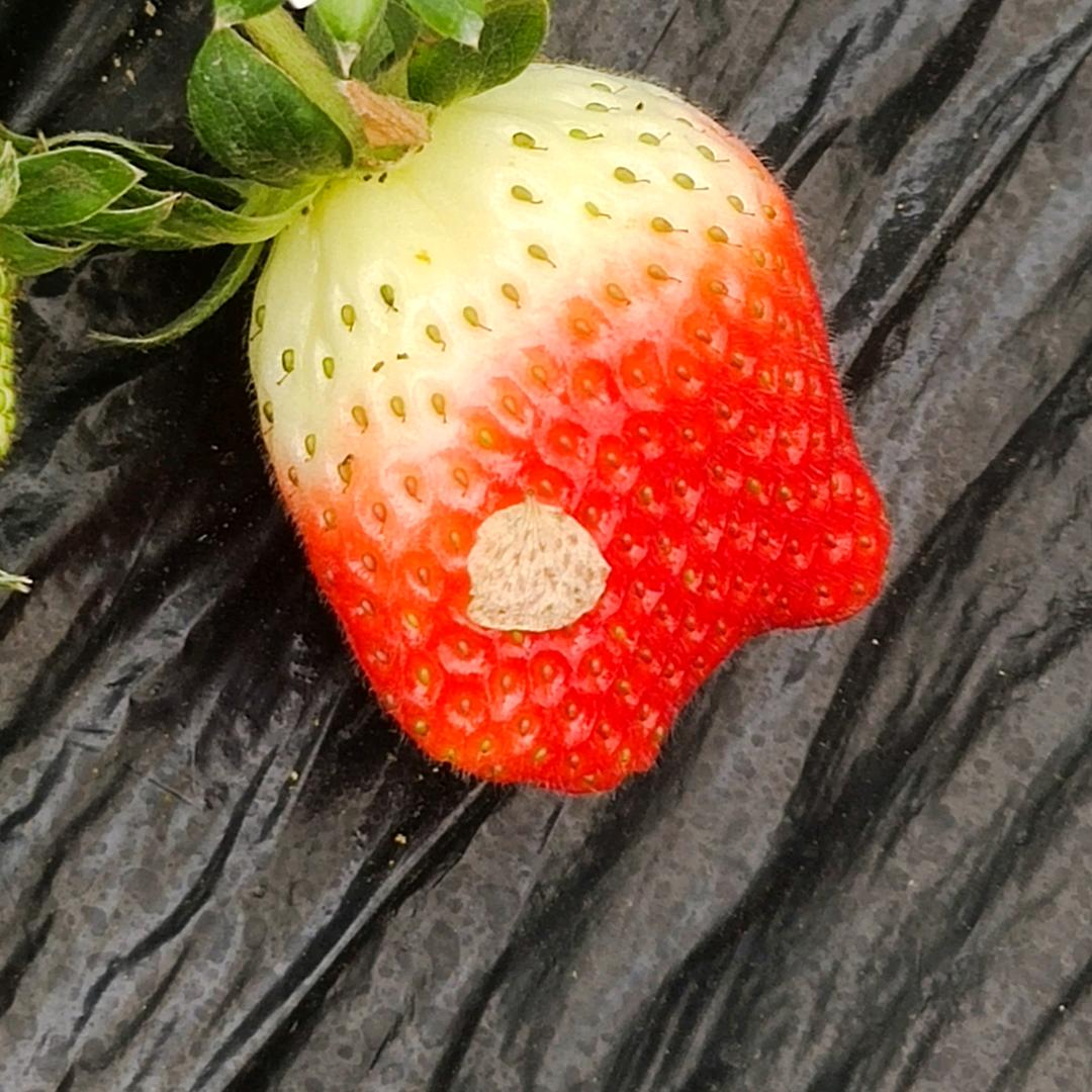🍓今令草莓家园🍓