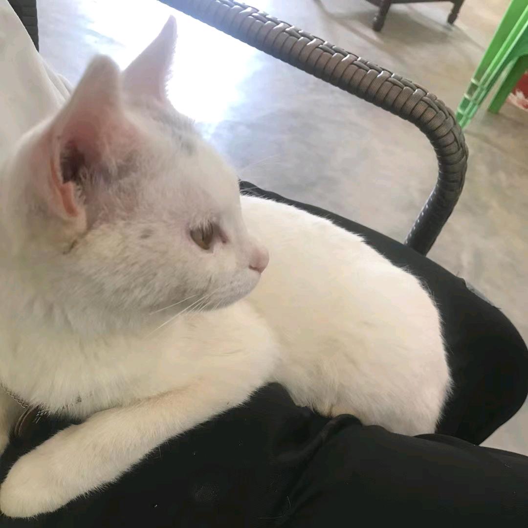 小雄