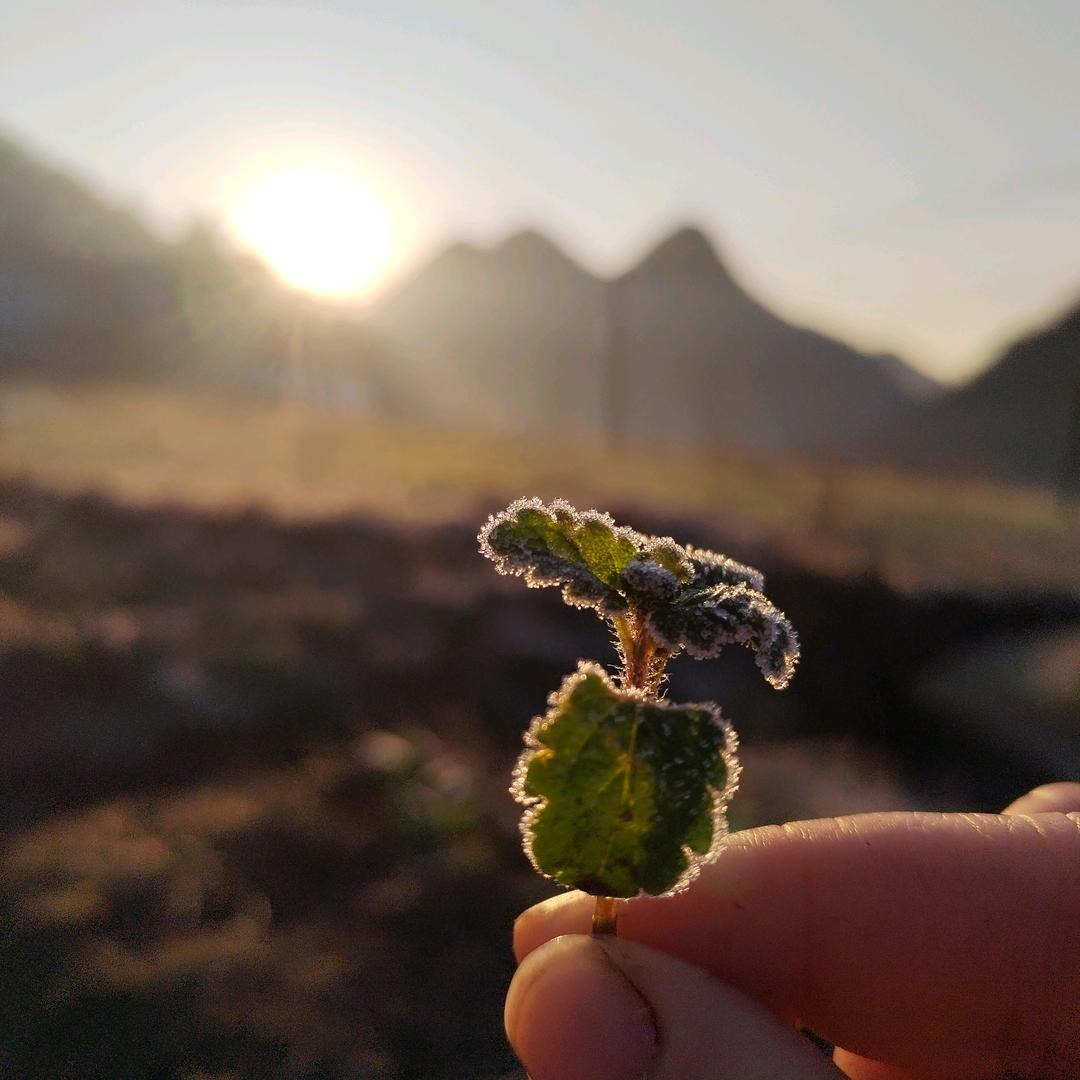 悠悠寸草心