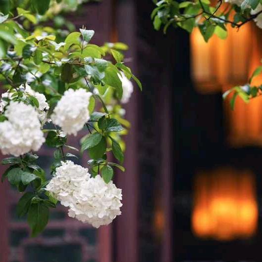 茶语静心🍀（聊天～）