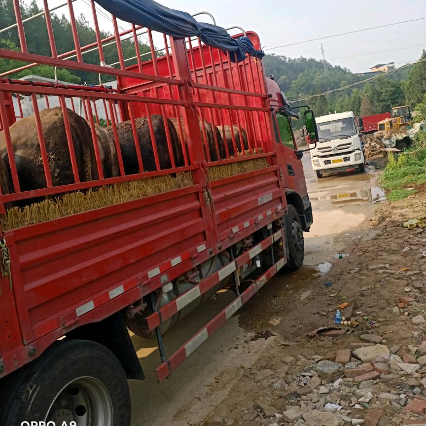 张红绵阳收售肉牛，批发牛肉