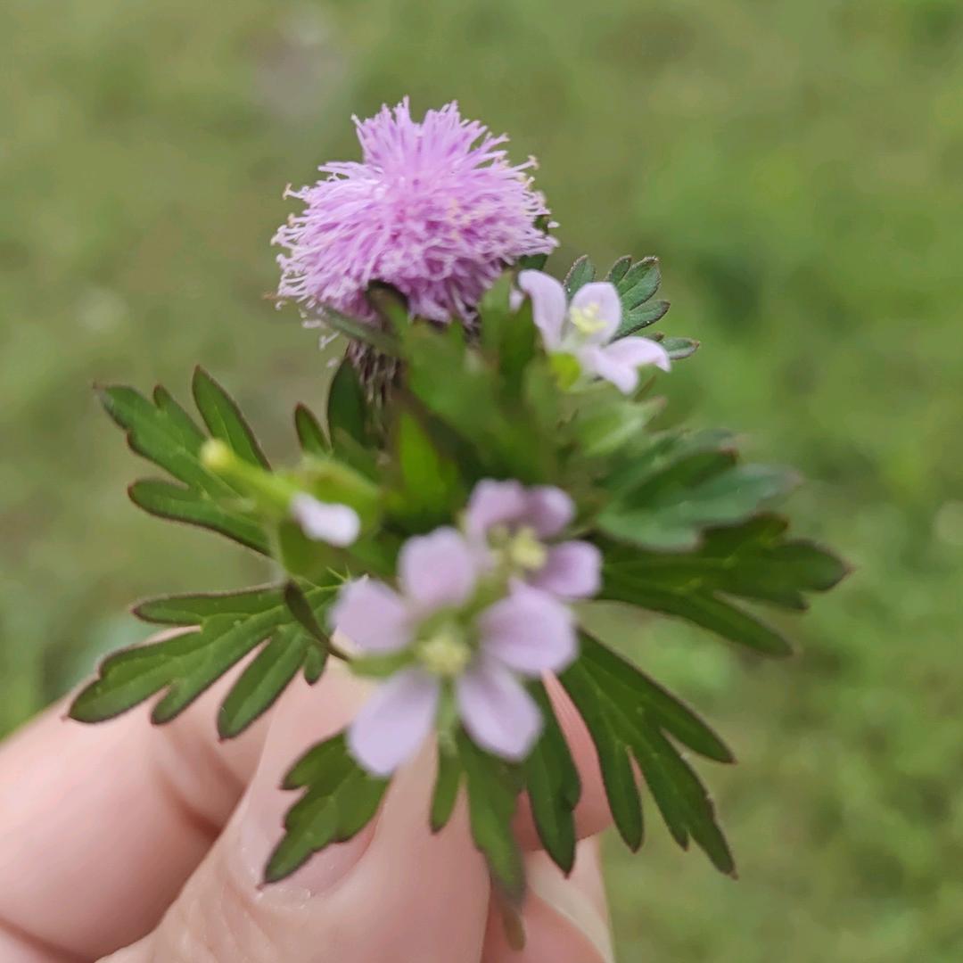 🌻 向日葵