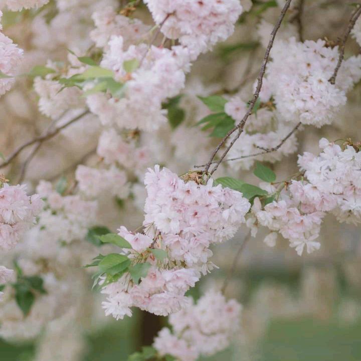 老夏